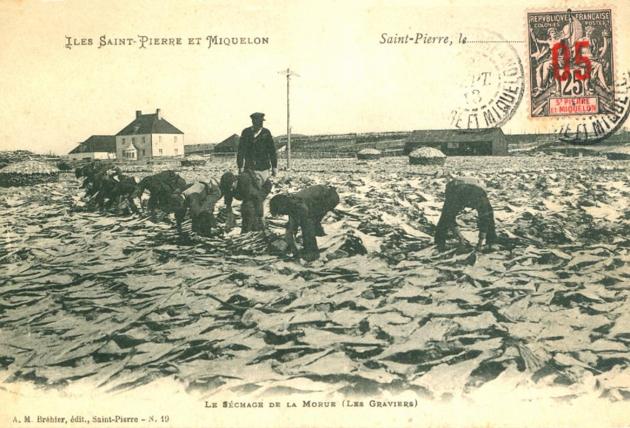 Le séchage de la morue à StPierre et Miquelon